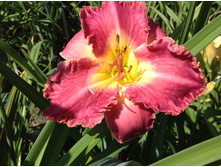 ���� ����