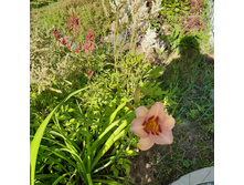 1� �������� Longfields Glory ���� 100�