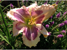 ���� �����