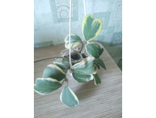 Hoya kerrii albomarginata.