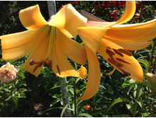 ����� ������� ����