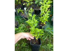 ����������� viber 2021-07-02 07-03-20-190.jpg