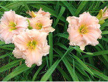 ������� ������