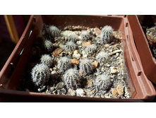 GYMNOCALYCIUM bruchii v. niveum WR 727