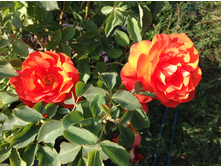 ����� ������