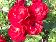 ���� ������ ����������