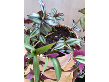 ����������� ������� ��� � ����� 150�.