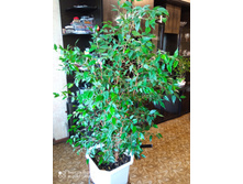 IMG 20210819 122124.jpg