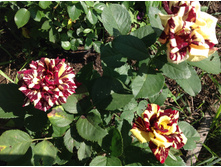 ��� �������