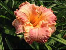 ��������� ����