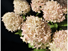 ��������� ����������� (Hydrangea paniculata Skyfall) C1