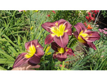 ��������  ���� �����