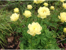 ���������� ��������