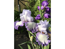 Acoma ���� 200 ���