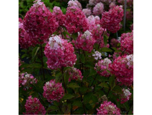 ��������� �. ��������� ����� �3, 954 ���