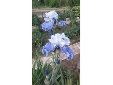 8 ������ ������ (Sierra grande).jpg