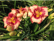 �������� ���� ��� �������