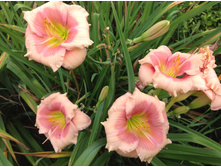 ������ �����