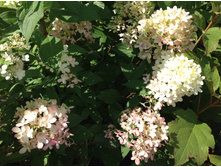 ����� ����