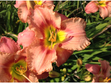 ������� �����