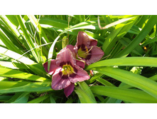 2� �������� Always Afternoon �������