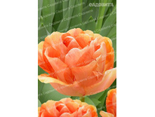 214���. ������� ���������� (� �������� 10 ����) �������� 1 ��.jpeg