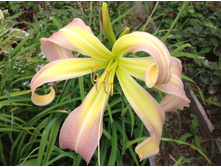 ������ ������