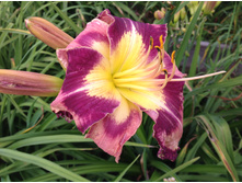 �������� ��������� �������