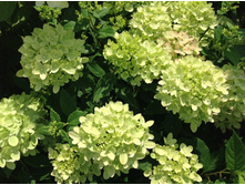 ���� ����