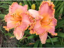 ��������� ����