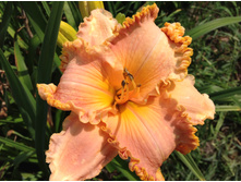 �������� ��������� ���� ( Inherited Wealth)  - 250 ���. ����� 4-5 ��.