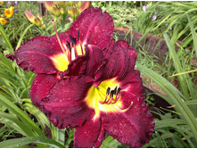 �������� ���� ������ (Bela Lugosi) -200 ���.  ����  1 ��.