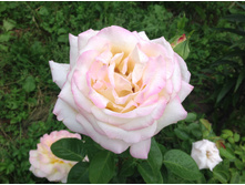 ������ ���