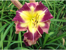 �������� ��������� �������