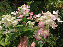 ����� ����