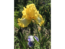 ���� �� �����  300 ���