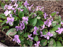 ������ ����