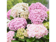 ��������� �. ������ ������ (Doppio Nuvola)