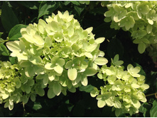 ���� ����