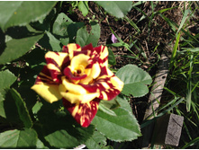 ��� �������