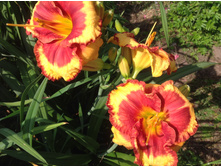 ���� �����