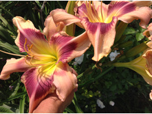 ����� ������