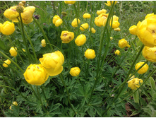 ���������� �����������