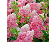 ��������� �. ������ �����, �3, 650 ���