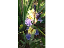 5 Edith wolford hager.jpg