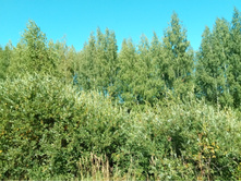 20210828 �300 ��������� 130802.jpg