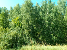 20210828 �300 ��������� 130450.jpg