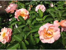 ���� ����