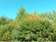 20210828 �300 ��������� 130808.jpg