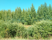 20210828 �300 ��������� 130801.jpg